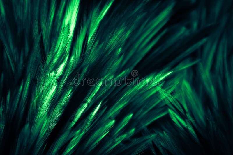Beautiful Abstract White Brown Feathers On Stock Photo 1787900513