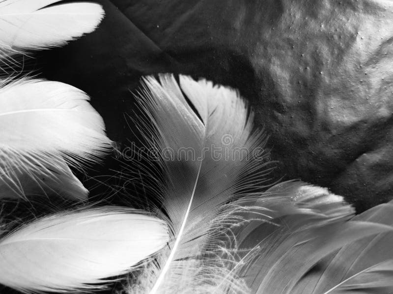 Beautiful Abstract Gray and White Feathers on Black Background, Soft