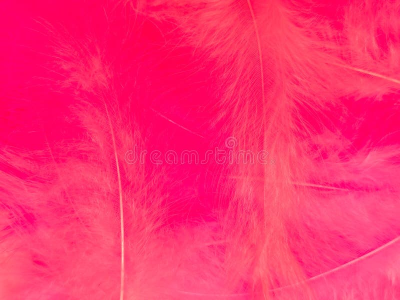 Beautiful Abstract Light Pink Feathers on White Background, White