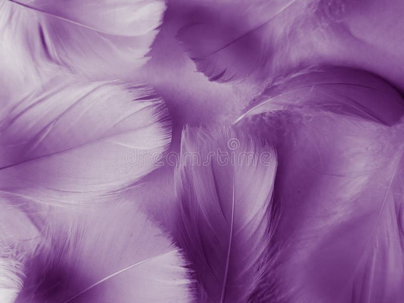 Beautiful abstract purple feathers on white background, black feather texture on dark pattern and purple background, colorful feat