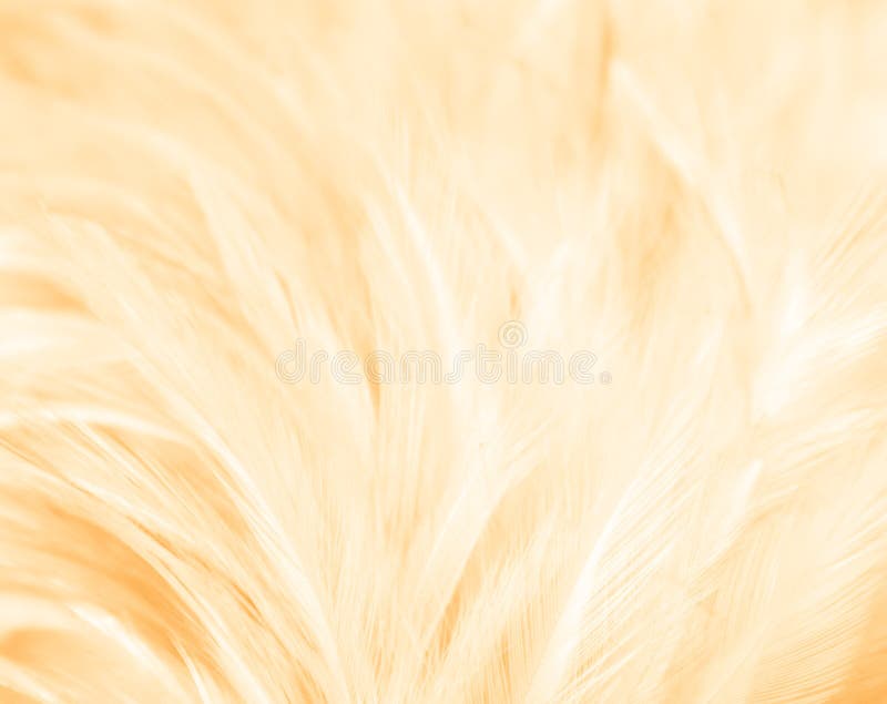 white and gold feathers on white background Stock Illustration