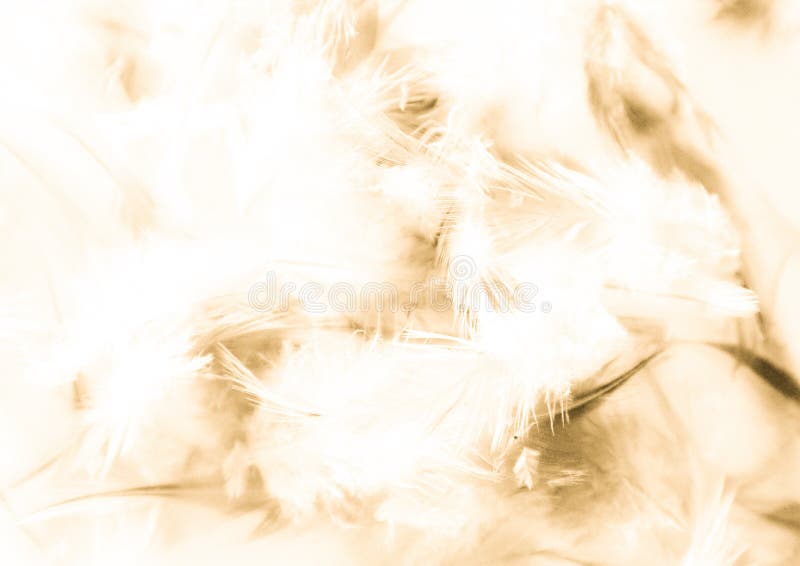 Beautiful Abstract Texture Close Up Color White Gold Brown and Yellow Feathers  Background and Wallpaper Stock Image - Image of beauty, gray: 155555539