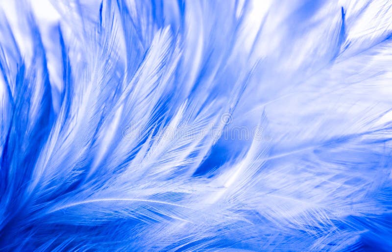 Beautiful Abstract Texture Color White and Blue Feathers Background on