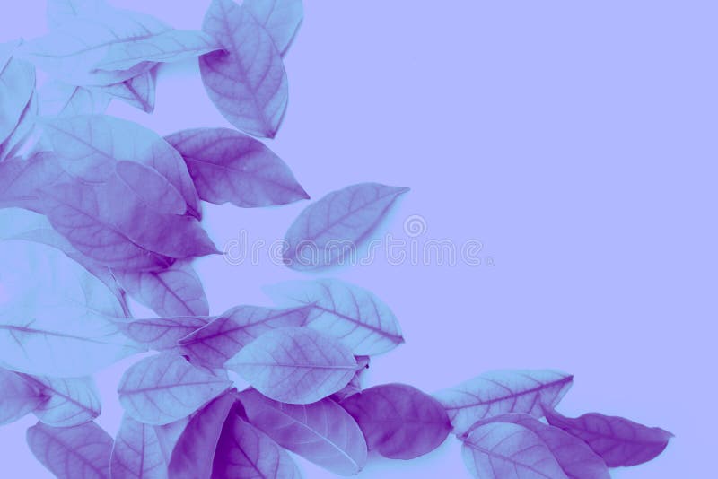 Beautiful Abstract Texture Color White Pink and Purple Leaves Isolated ...