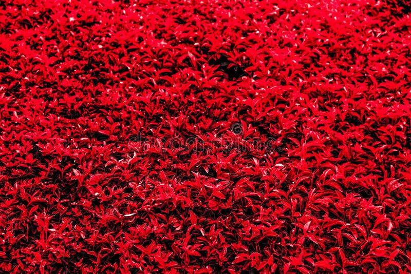 Thường thấy cỏ lá xanh thì hình nền cỏ lá đỏ đích thị là điểm nhấn độc đáo cho thiết bị của bạn. Với thiết kế tinh tế và màu sắc sáng tạo, hình nền này sẽ giúp bạn nổi bật và trở thành tâm điểm của mọi màn hình.