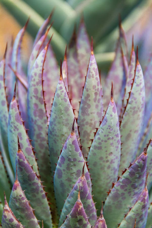Beautiful abstract vertical shot of a colorful succulent cactus plant. stock images