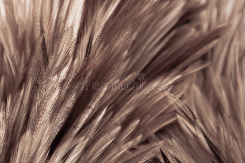 Beautiful Abstract White Gray And Brown Feathers On Dark