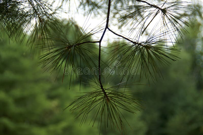Beautiful Abstract White Pine Branch Outdoors Stock Image Image of