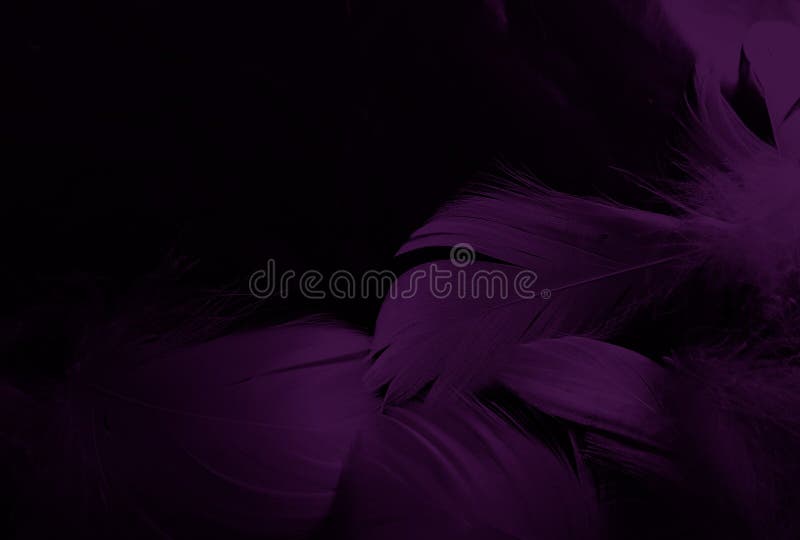 Photo of Purple Feathers · Free Stock Photo