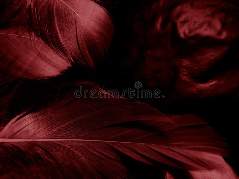 Beautiful abstract red feathers on dark background and black