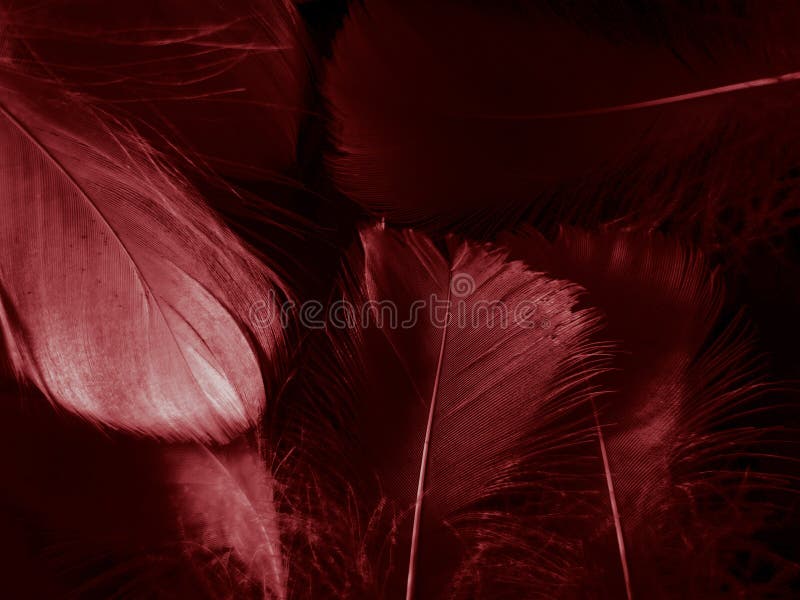 Beautiful abstract red feathers on dark background and black