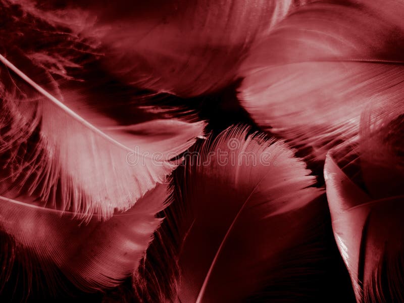 Frame with the Texture and Bright Red Feathers Stock Photo - Image of  lifestyles, backgrounds: 16845212