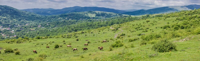 Beautiful abundant natural shades of spring green mountain. Spring colours in the mountain forest. Romania, Valea Doftanei