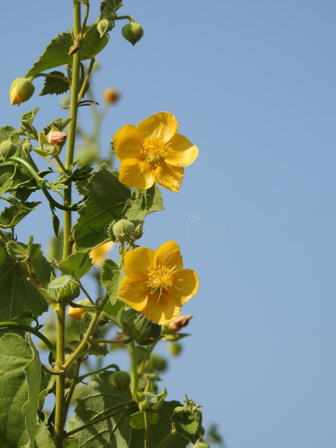 Beautiful Abutilon Indicum or Indian Mallow Plant leaves and flowers  on blue sky background