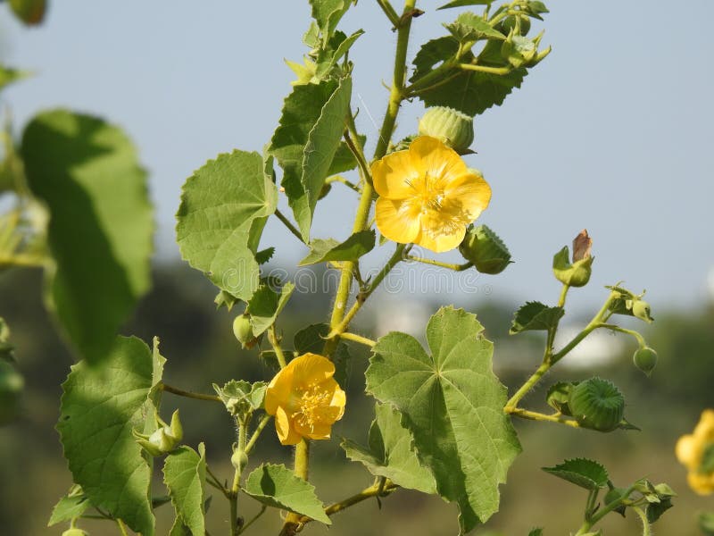 Beautiful Abutilon Indicum or Indian Mallow Plant leaves and flowers  on blue sky background