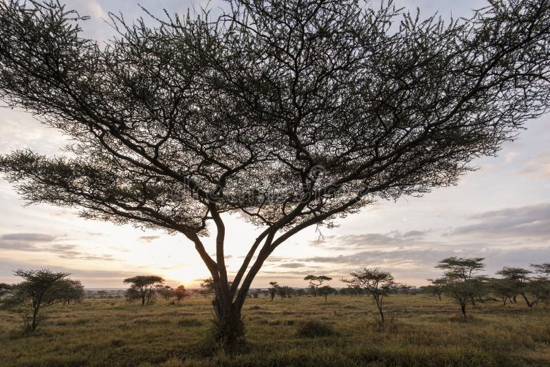 Acacia Sunrise - An epic sunrise in Ndutu in the southern 
