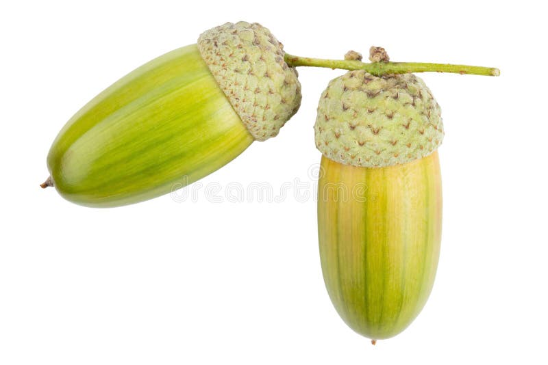 Beautiful Acorns on White Background. Oak Nuts Stock Image Image of