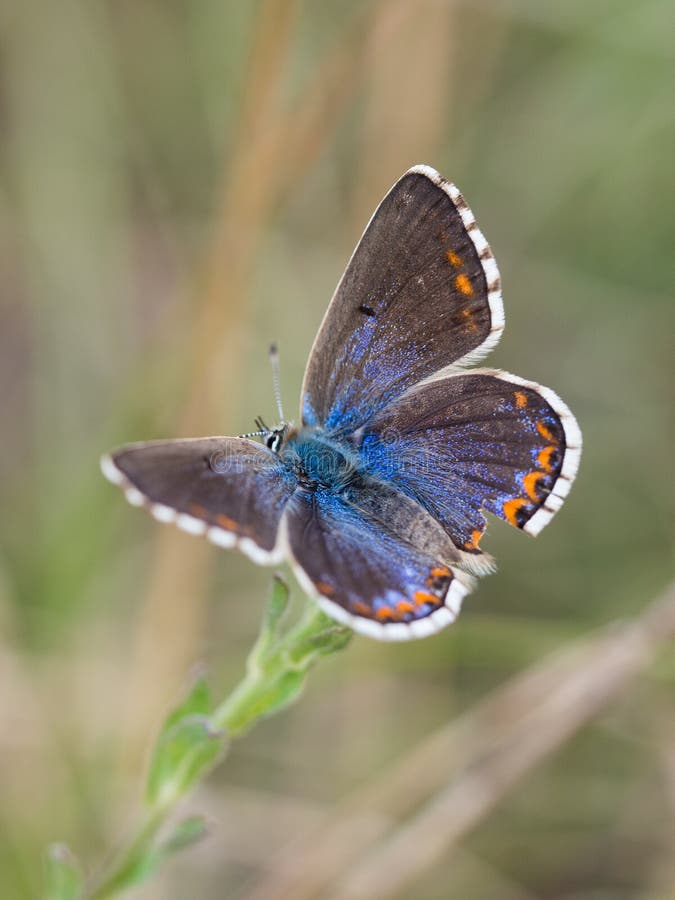 The Adonis blue butterfly Polyommatus bellargus female sitting on a blooming plant. Beautiful Adonis blue butterfly Polyommatus bellargus female sitting and stock images The Adonis blue butterfly Polyommatus bellargus female sitting on a blooming plant. Beautiful Adonis blue butterfly Polyommatus bellargus female sitting and stock images