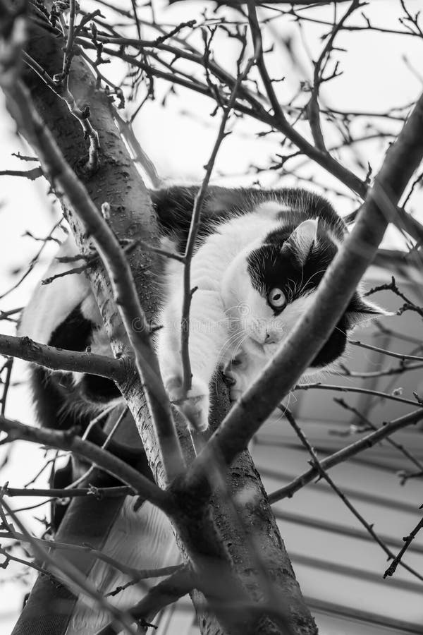 A beautiful adult young black and white cat with big eyes scrambles on a tree. Vertical