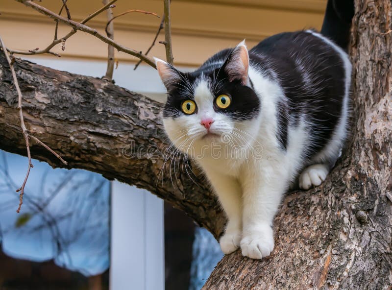 A beautiful adult young black-white cat with big yellow eyes and pink velvet wet nose scrambles on a tree