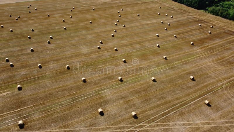 aerial view of the straw bales in a wheat field