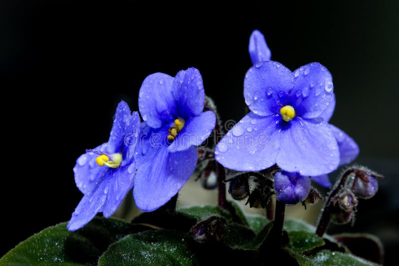 The beautiful African Violet