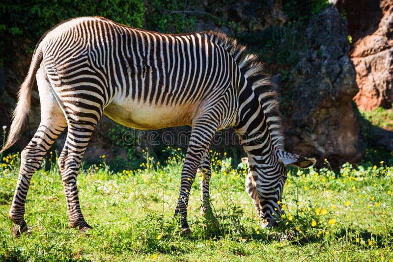 A beautiful African zebra in his natural environment royalty free stock photography A beautiful African zebra in his natural environment royalty free stock photography