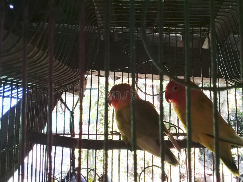 Two beautiful agapornis birds in a cage. This bird is often called the love bird. This bird is very beautiful because it looks like a stuffed bird.