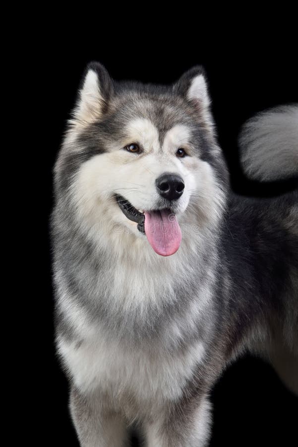 Beautiful Alaskan Malamute dog royalty free stock images