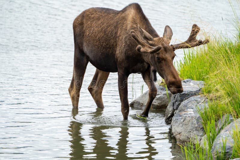 Beautiful Alaskan moose wanders in the calm water stock images