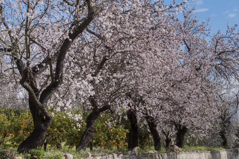 Beautiful almond trees