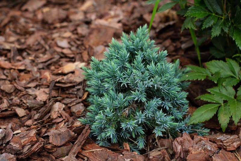 Beautiful alpine plant Blue star juniper in garden with decorative pine bark chips mulch