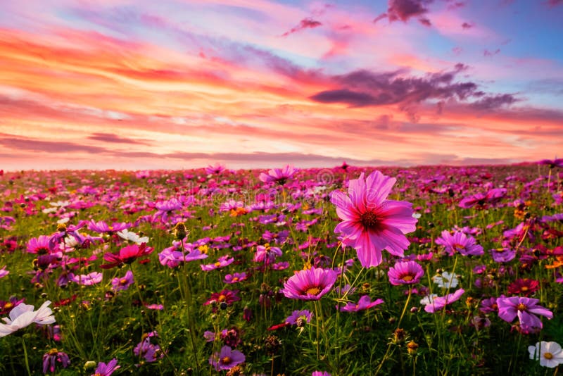 Beautiful and amazing of cosmos flower field landscape in sunset.