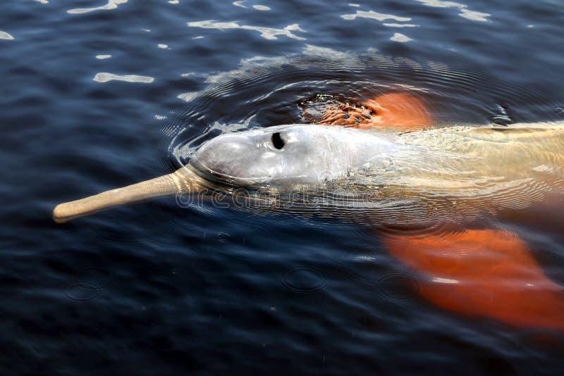 122 Amazon River Dolphin Photos Free Royalty Free Stock Photos From Dreamstime