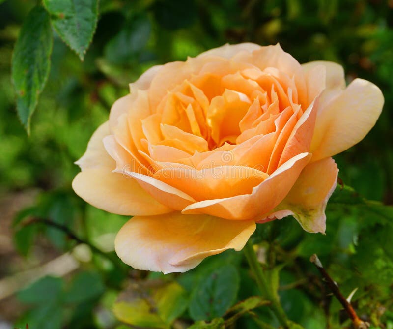 Amber-colored Rose, Yellow Garden Flower Stock Image - Image of ...