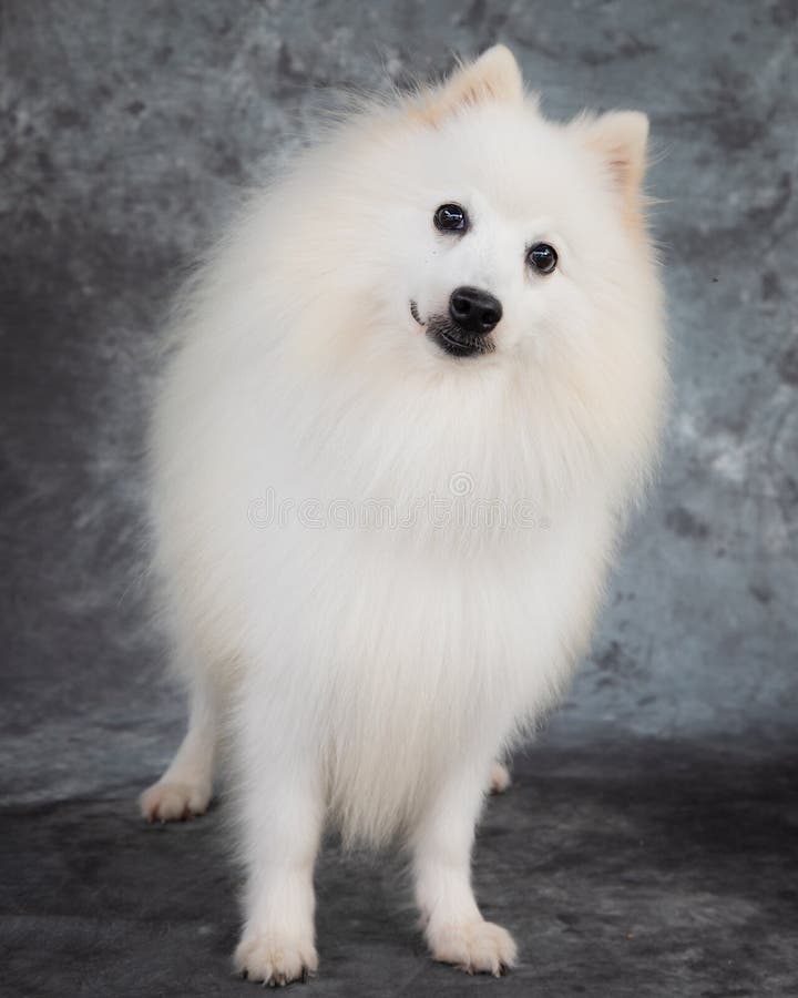 can a american eskimo dog eat human cookies