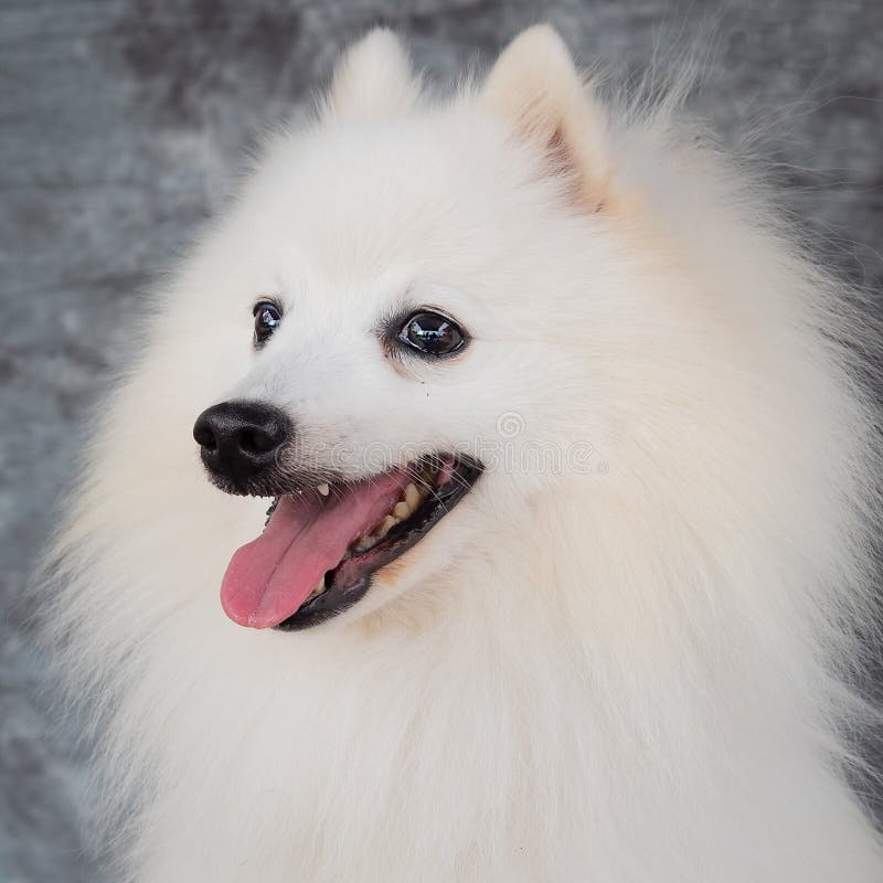 can a american eskimo dog eat human cookies