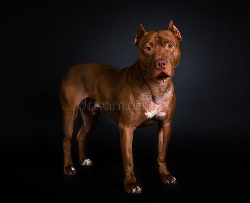 Amusing American Pit Bull Terrier Dog Dressed In A Red Tee Shirt And A Cap,  On His Neck A Gold Chain And On His Eyes Sunglasses Isolated On A White  Background Stock