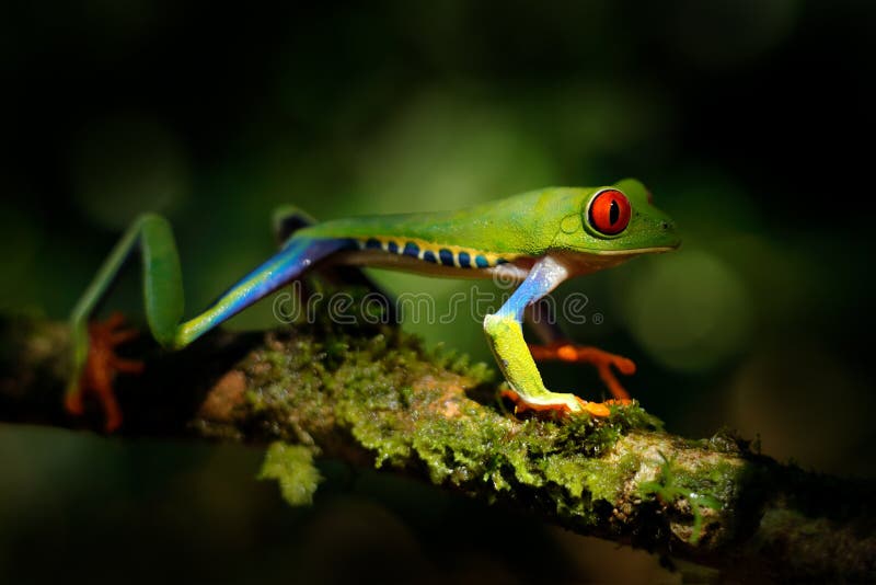 Beautiful amphibian in the night forest. Detail close-up of frog red eye, hidden in green vegetation. Red-eyed Tree Frog,. Agalychnis callidryas, animal with royalty free stock image Beautiful amphibian in the night forest. Detail close-up of frog red eye, hidden in green vegetation. Red-eyed Tree Frog,. Agalychnis callidryas, animal with royalty free stock image