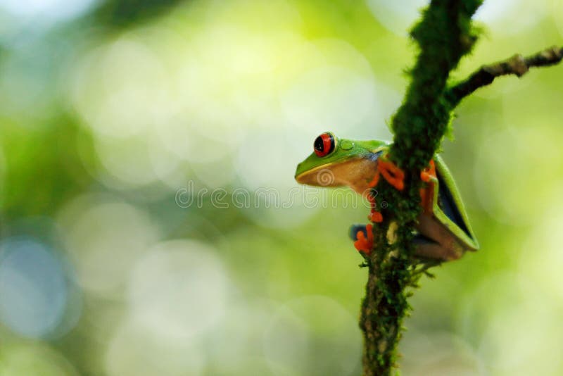 Beautiful amphibian in the night forest. Detail close-up of frog red eye, hidden in green vegetation. Red-eyed Tree Frog,. Agalychnis callidryas, animal with royalty free stock photography Beautiful amphibian in the night forest. Detail close-up of frog red eye, hidden in green vegetation. Red-eyed Tree Frog,. Agalychnis callidryas, animal with royalty free stock photography