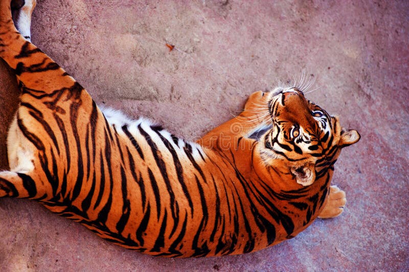 Beautiful Amur Tiger Portrait. Dangerous Animal Stock Photo - Image of ...