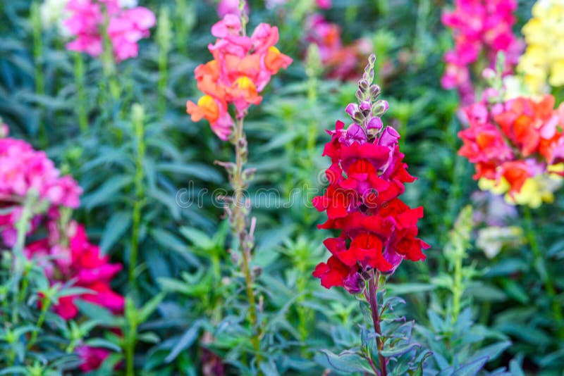 Beautiful Antirrhinum majus dragon flower is blooming in the garden. Beautiful Antirrhinum majus dragon flower also known as Snap Dragons and Tagetes patula stock images Beautiful Antirrhinum majus dragon flower is blooming in the garden. Beautiful Antirrhinum majus dragon flower also known as Snap Dragons and Tagetes patula stock images