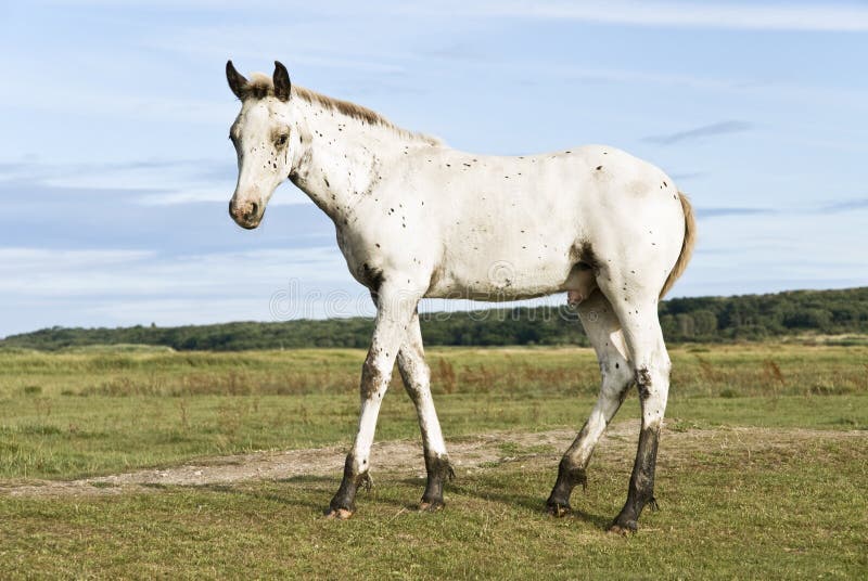 Beautiful appaloosa foal