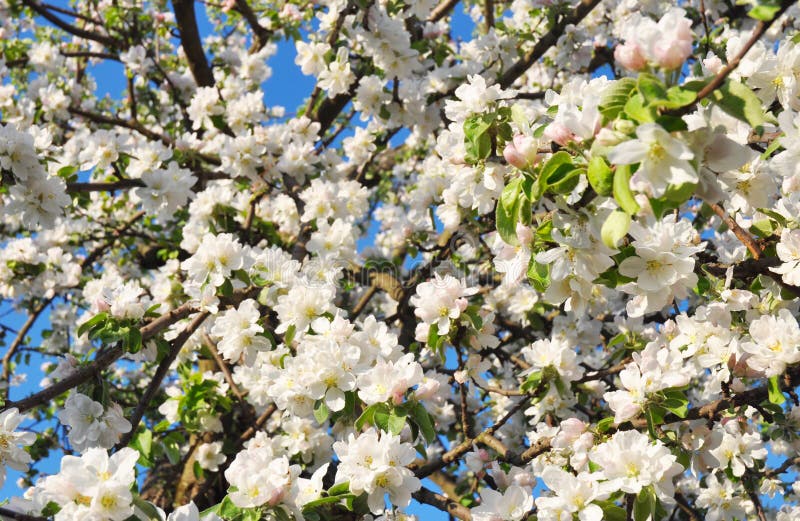 Beautiful Apple Tree Blossom. Stock Photo - Image of view, pink: 118399056