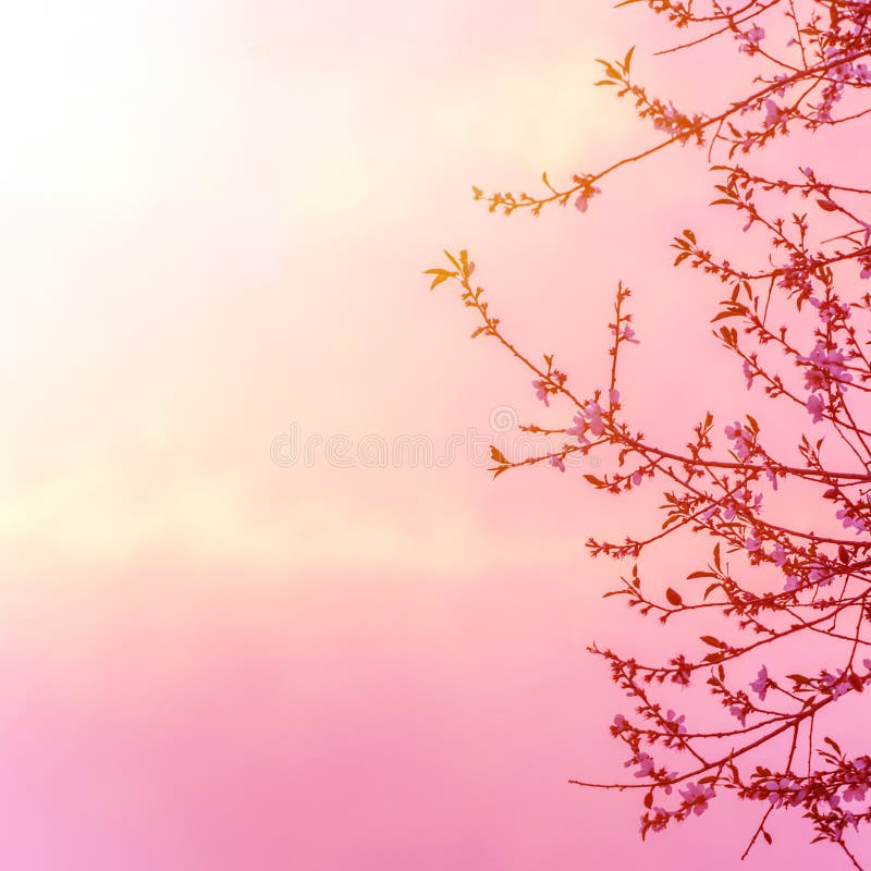 Apple tree blossom on pink sunset