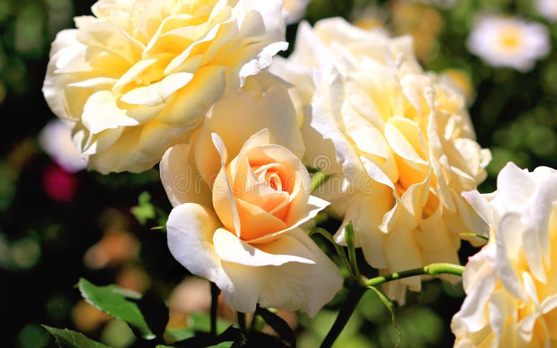 Beautiful Apricot Coloured Roses Stock Photo - Image of coloured