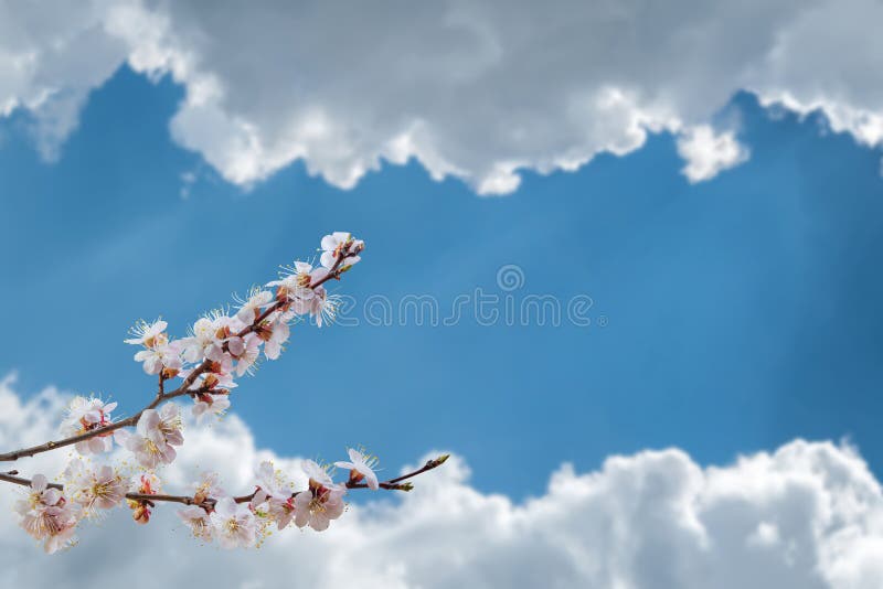 Beautiful apricot flowers