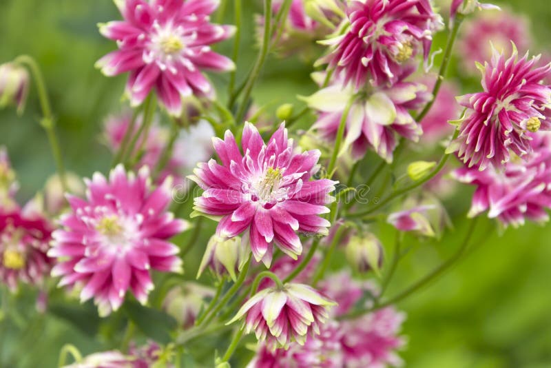 Beautiful Aquilegia