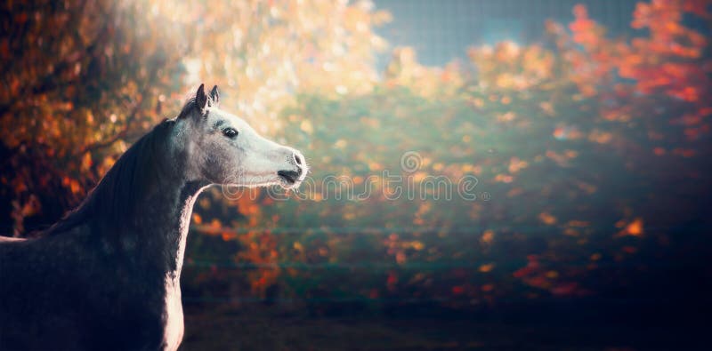Beautiful arabian horse with white head on wonderful nature background royalty free stock photo Beautiful arabian horse with white head on wonderful nature background royalty free stock photo