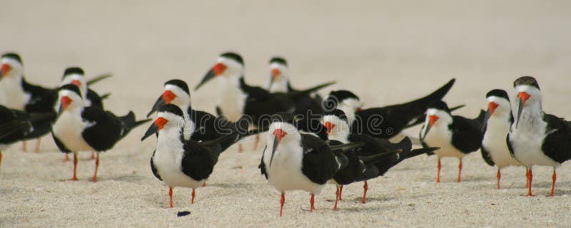 Seagulls on sand